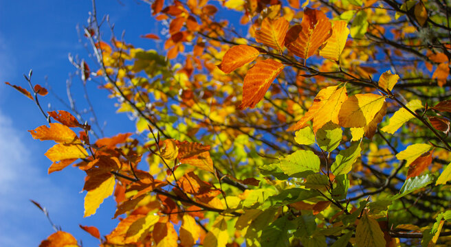 Autumn natural background. Elm branches with colorful leaves against the blue sky.