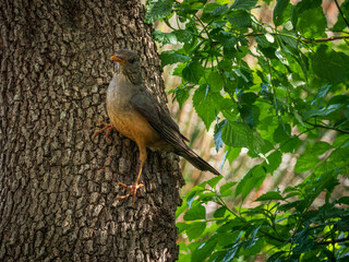 Olive thrush (Turdus olivaceus) perched on the trunk of a tree. Cape Town. Western Cape. South Africa