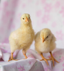 室内で撮影した新生児の可愛いヒヨコの姿