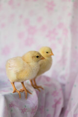 室内で撮影した新生児の可愛いヒヨコの姿 © zheng qiang