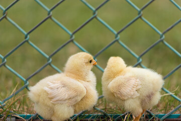 秋の公園の施設で遊んでいる可愛いヒヨコの姿