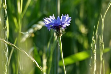 Blaue blühende Kornblume im Getreidefeld