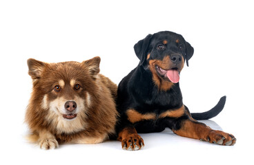 Finnish Lapphund and rottweiler