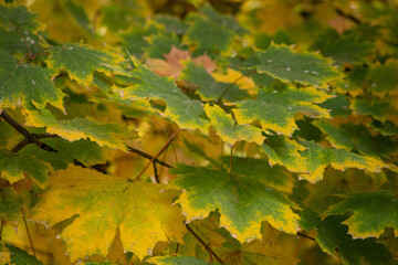autumn leaves background