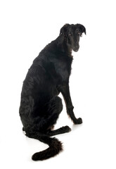Obraz premium borzoi in studio
