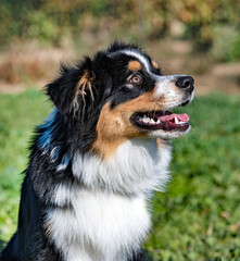 animal, pet, jumping, dressage, obedience, object, training, competition, outdoor, field, nature, purebred