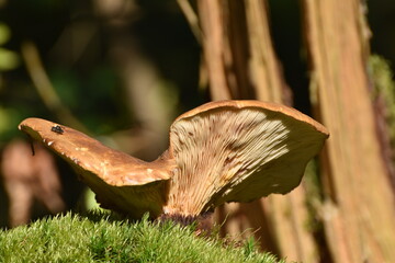Samtfuß-Holzkrempling