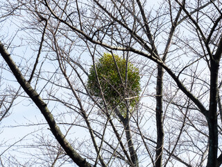 枝に寄生するヤドリギ