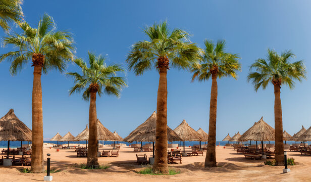 Palm trees and parasols  in Sunny beach in tropical resort in Sharm Al Sheikh, Egypt, Africa.