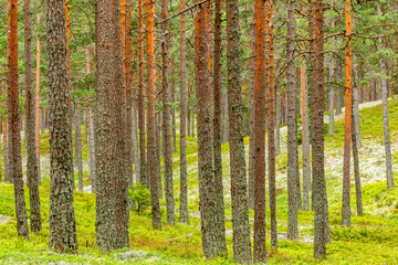 Pine tree trunks in a forest