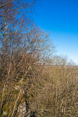 Bare trees at a cliff in spring