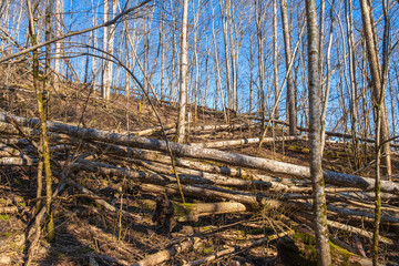 Hillside in the forest with fallen trees