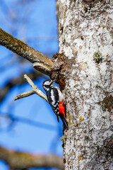 Great spotted woodpecker perched on a tree trunk in the forest
