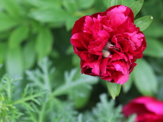 Red peony on a green background