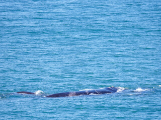 Fototapeta premium Southern right whale (Eubalaena australis). Hermanus. Whale Coast. Overberg. Western Cape. South Africa