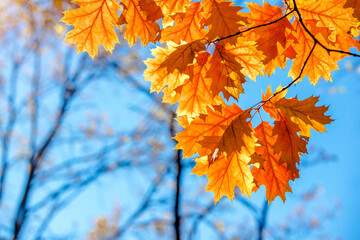 Red oak leaves on blue sky background
