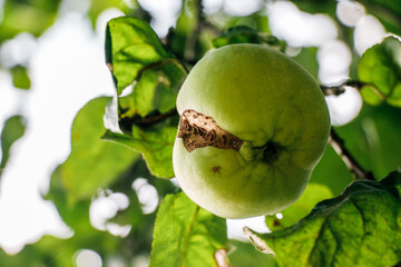 juicy, ripe apples, illuminated by the rays of the sun on the branch of an apple tree.autumn fruit harvest	
