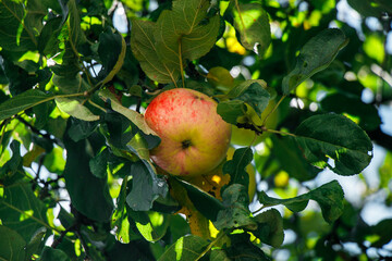 juicy, ripe apples, illuminated by the rays of the sun on the branch of an apple tree.autumn fruit...
