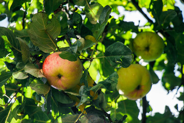 juicy, ripe apples, illuminated by the rays of the sun on the branch of an apple tree.autumn fruit harvest