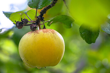 juicy, ripe apples, illuminated by the rays of the sun on the branch of an apple tree.autumn fruit...