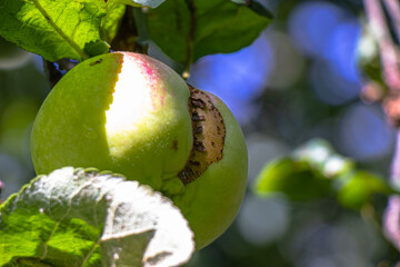  juicy, ripe apples, illuminated by the rays of the sun on the branch of an apple tree.autumn fruit...