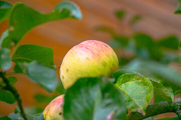 juicy, ripe apples, illuminated by the rays of the sun on the branch of an apple tree.autumn fruit harvest	
