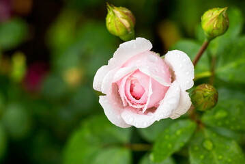 On a blurred background, a blooming delicate bud of a pale pink rose with raindrops of water. 