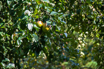 juicy, ripe apples, illuminated by the rays of the sun on the branch of an apple tree.autumn fruit...