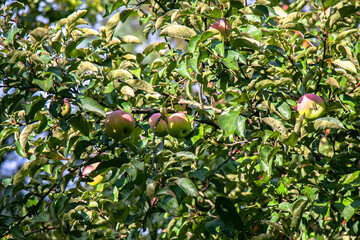  juicy, ripe apples, illuminated by the rays of the sun on the branch of an apple tree.autumn fruit...