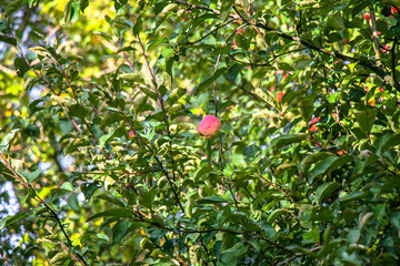 juicy, ripe apples, illuminated by the rays of the sun on the branch of an apple tree.autumn fruit...