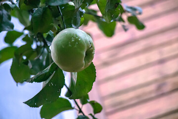  juicy, ripe apples, illuminated by the rays of the sun on the branch of an apple tree.autumn fruit...