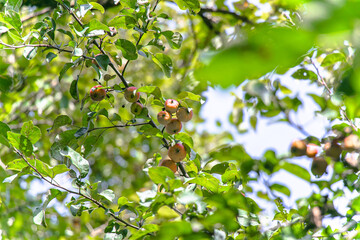 juicy, ripe apples, illuminated by the rays of the sun on the branch of an apple tree.autumn fruit harvest