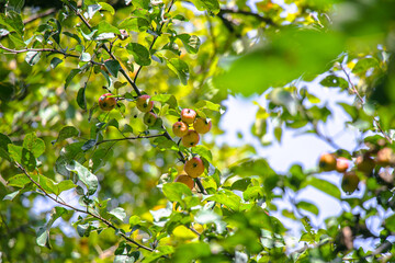  juicy, ripe apples, illuminated by the rays of the sun on the branch of an apple tree.autumn fruit harvest