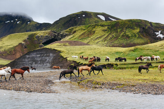 A group of Icelandic horses in move with blue sky in the background