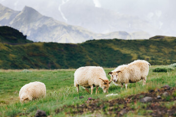 Obraz premium sheep and ram in a pasture against a grass back in Iceland