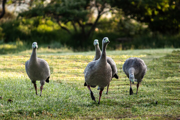 Native Australian Birds Cape Barren Geese walking along grass with trees in background