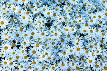 Mass of white daisy flowers ideal as natural wallpaper background