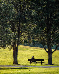 Man sitting alone in sunshine on park bench between large eucalyptus gum trees