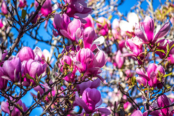 Pink magnolia flowers in full bloom on branch of tree against blue sky