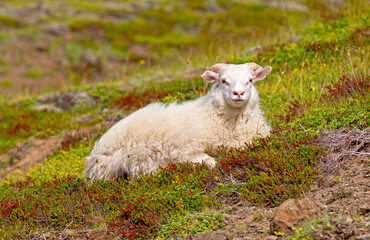 White Icelandic sheep resting on a mountain