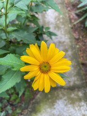 False sunflower