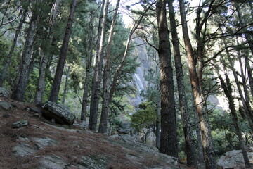 trees in the woods