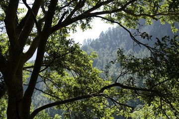 trees in the forest