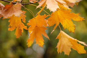 Multicolored autumn maple leaves as background.