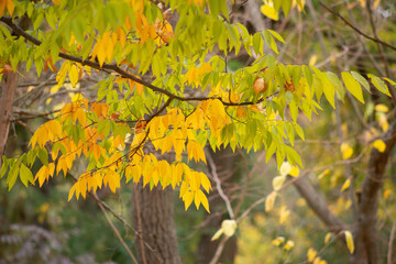 Fototapeta na wymiar yellow leaves in autumn