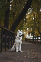 Obraz premium dog running in the park