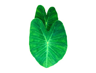 Isolated tropical elephant ear leaf or taro leaf  with clipping paths.