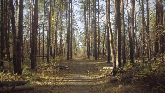 Camera Movement Through Forest Trail in Pine Forest, Park. Beautiful Pine Forest. Hiking Trail Walking Path in Wild Green Pine Forest Moving Forward