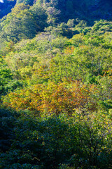 Fototapeta premium 秋色の山肌 紅葉 黃葉 朝