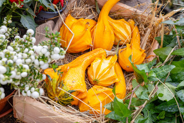Autumn still life with orange squash pumpkins in basket on harvest festival